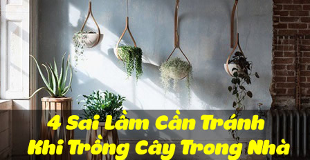 4 Sai Lầm Cần Tránh Khi Trồng Cây Trong Nhà