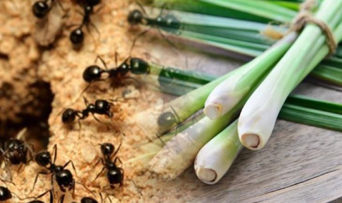 Dùng xả tươi đuổi côn trùng