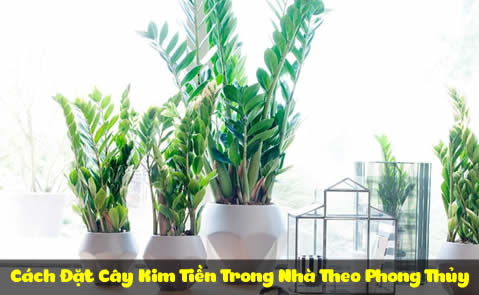Cách Đặt Cây Kim Tiền Trong Nhà Theo Phong Thủy