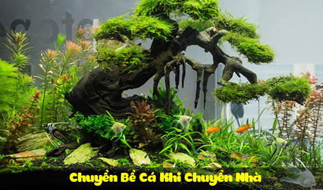 Chuyển Bể Cá Khi Chuyển Nhà