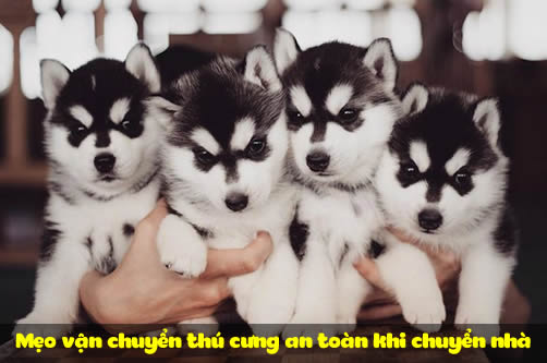 Mẹo vận chuyển thú cưng an toàn và dễ dàng khi chuyển nhà