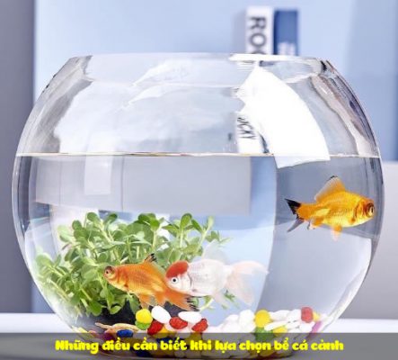 Những điều cần biết khi lựa chọn bể cá cảnh